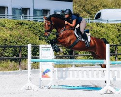 dressage horse Lux Turino (Oldenburg, 2005, from Luxius)