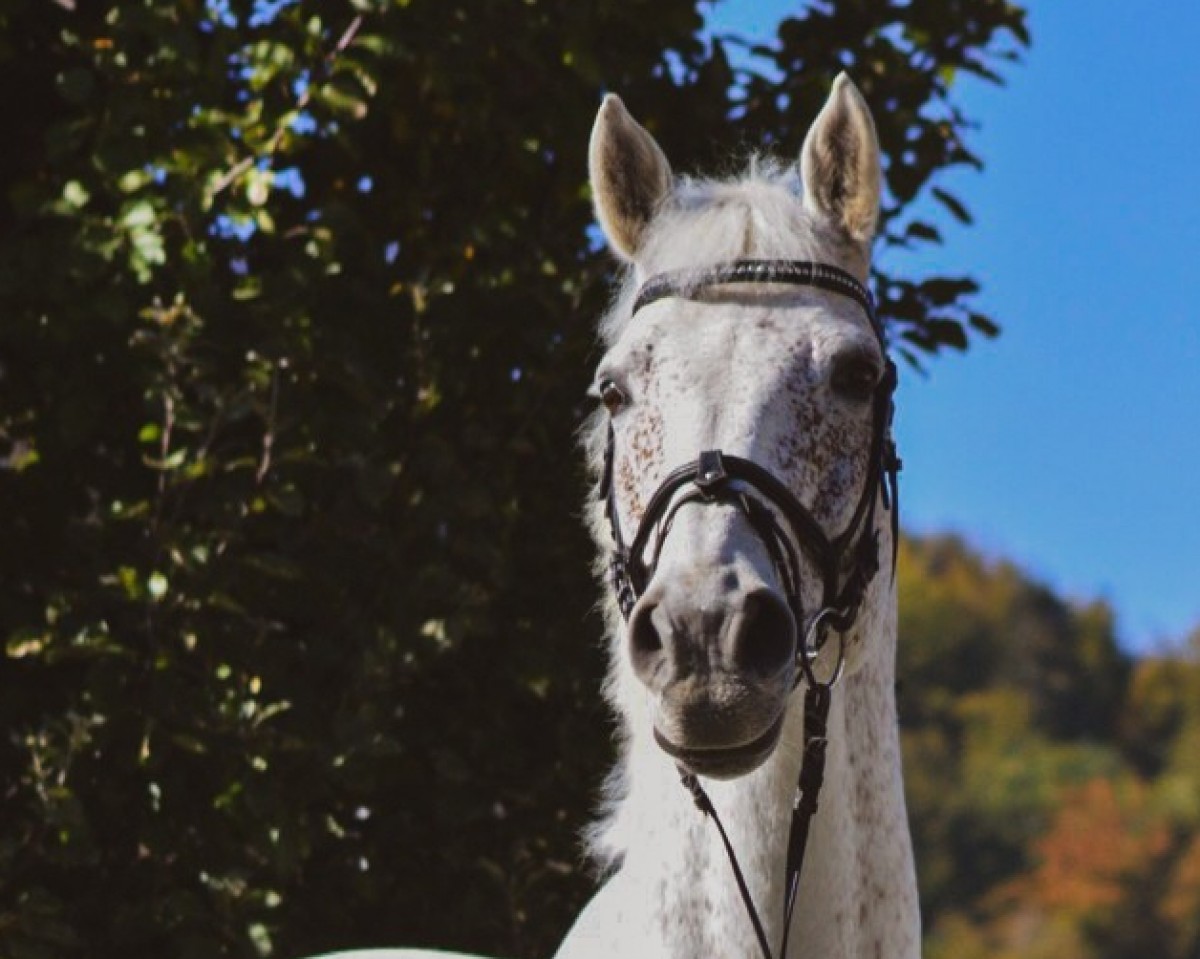 stallion Con Capitano 2 (Holsteiner, 2008, from Colman)