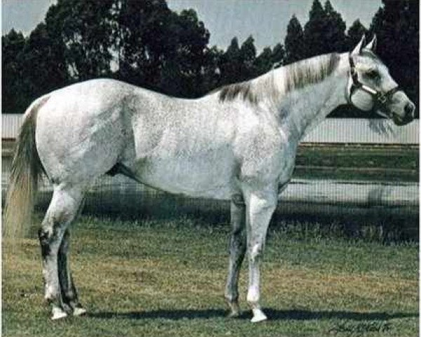 stallion Beduino xx (Thoroughbred, 1968, from Romany Royal xx)