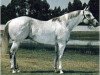 stallion Beduino xx (Thoroughbred, 1968, from Romany Royal xx)