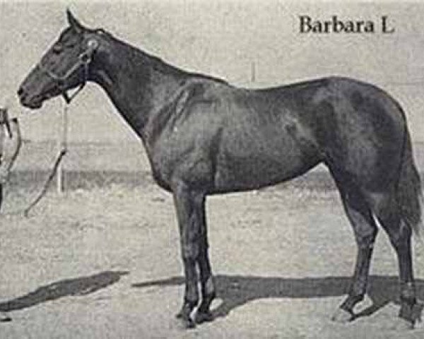 Zuchtstute Barbara L (Quarter Horse, 1947, von Patriotic xx)