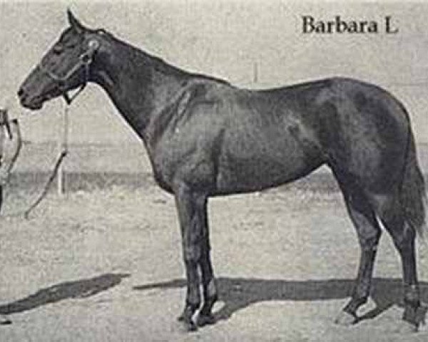 broodmare Barbara L (Quarter Horse, 1947, from Patriotic xx)