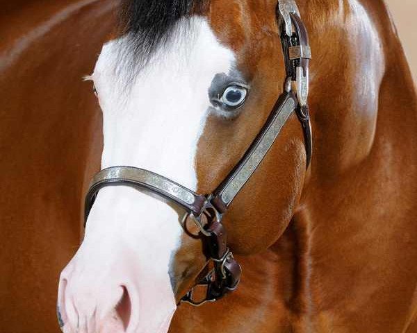 stallion Gunners Enterprise (Quarter Horse, 2004, from Colonels Smoking Gun)