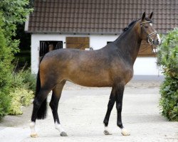 horse Espen (Oldenburger, 2007, from Serano Gold)