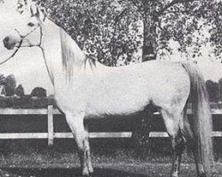 horse Ibn Shamus ox (Arabian thoroughbred, 1970, from Exelsjor ox)