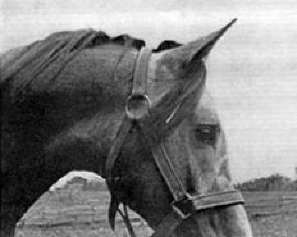Deckhengst Mexi ox (Vollblutaraber, 1969, von Exelsjor ox)