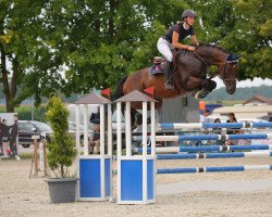 jumper Chillie Boy (German Sport Horse, 2015, from Casalito)