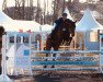 jumper Last Woman SBK Z (Zangersheide riding horse, 2011, from Last Mans Hope)