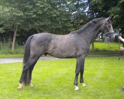 jumper Conzales (Hanoverian,  , from Charilan)