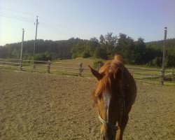 dressage horse Jack Daniels 11 (Austrian Warmblood, 1989)