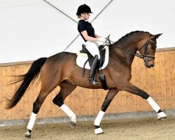 broodmare Veronica (Trakehner, 2013, from Herbstkönig 2)