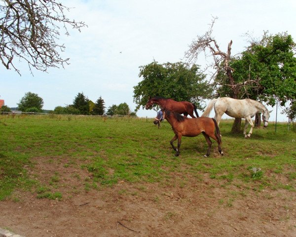 horse Melody (German Riding Pony, 2010, from Ranger)
