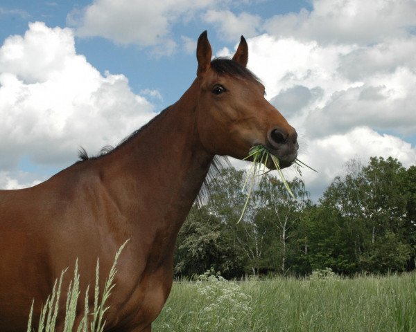 horse Peppys Golden Olena (Quarter Horse,  , from Olena San Badger)