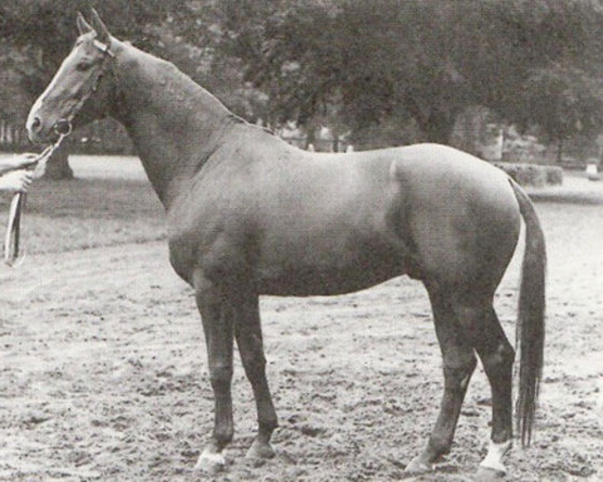 stallion Labirynt (Trakehner, 1962, from Belizar 1107)