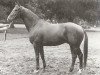 stallion Labirynt (Trakehner, 1962, from Belizar 1107)