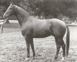 stallion Labirynt (Trakehner, 1962, from Belizar 1107)