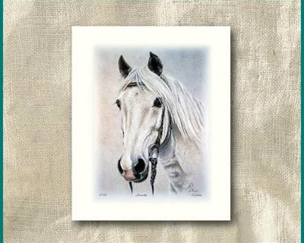 Deckhengst Ghandy (Arabisches Halbblut / Partbred, 1973, von Galib ben Afas ox,1273)