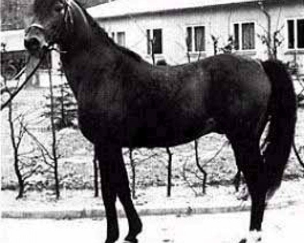 Deckhengst Abu Afas 1947 ox (Vollblutaraber, 1947, von Bad Afas ox)