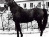stallion Abu Afas 1947 ox (Arabian thoroughbred, 1947, from Bad Afas ox)