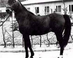 stallion Abu Afas 1947 ox (Arabian thoroughbred, 1947, from Bad Afas ox)