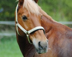 Dressurpferd Feodora (Kleines Deutsches Pony, 1995, von Frankör)