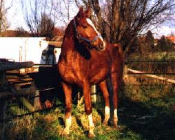 horse Godavin (Trakehner, 1999, from Galan)