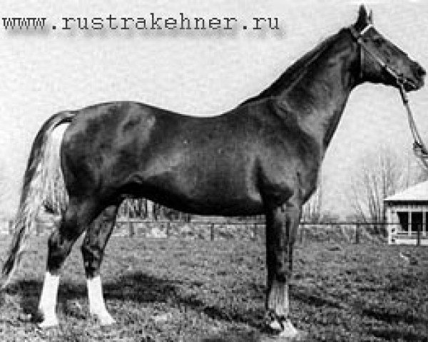 stallion Drusus (Trakehner, 1958, from Moskit)
