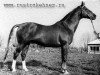 stallion Drusus (Trakehner, 1958, from Moskit)
