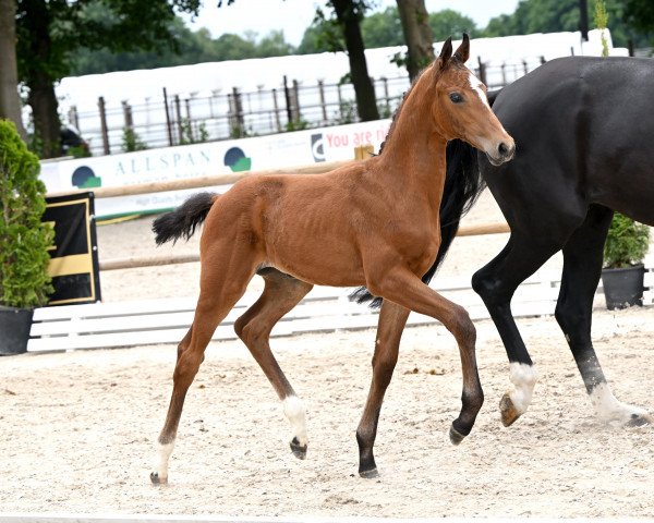 dressage horse Love Tonight PL (Oldenburg, 2022, from Valverde NRW)