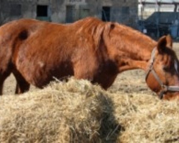 broodmare R-Jana (Trakehner, 1982, from Glimmerstein)