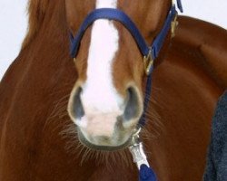 dressage horse Walesca 69 (Hanoverian, 1997, from Wolkentanz I)