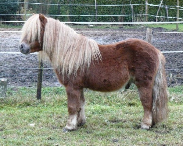 stallion Euforie van de Wechterholt (Shetland Pony, 2011, from Naikel van de witte Maat)