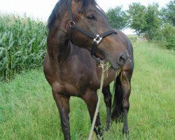 Pferd Chocorino (Holsteiner, 1998, von Coriander)