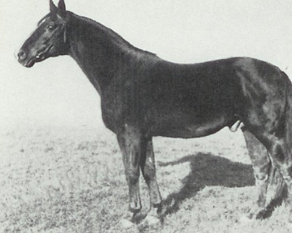 stallion Goldammer II 1185 (Hanoverian, 1919, from Goldschlaeger I 1203)