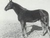 stallion Goldammer II 1185 (Hanoverian, 1919, from Goldschlaeger I 1203)