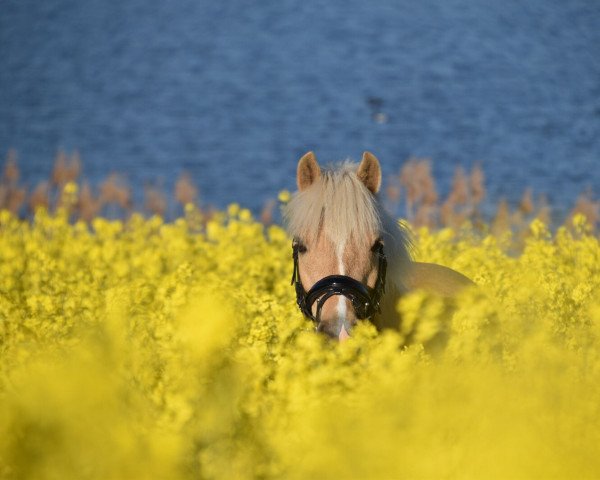 Dressurpferd La Chicco (Welsh Pony (Sek.B), 2010, von Largo)