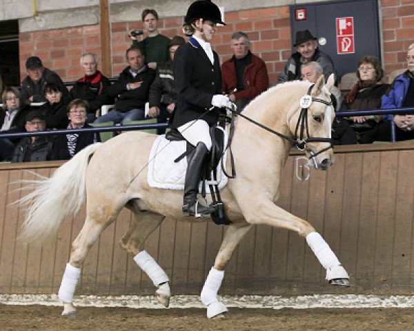 stallion Don Dolino (German Riding Pony, 2007, from FS Don't Worry)