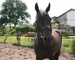 broodmare Sexy Jumper (Oldenburg, 2004, from C-Son of Sexy Eyes)