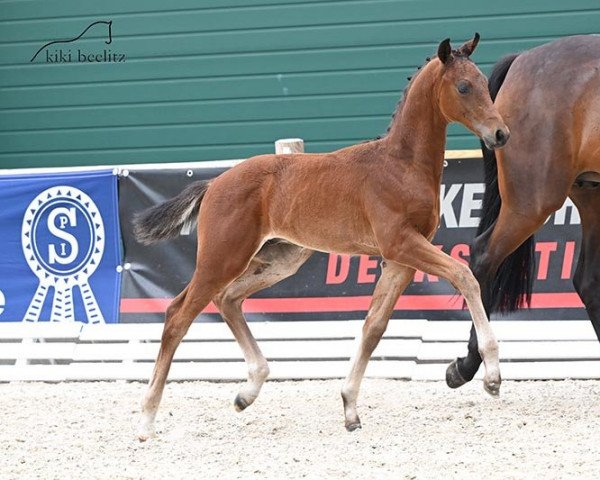 dressage horse Fynes (Oldenburg, 2022, from Fynch Hatton)