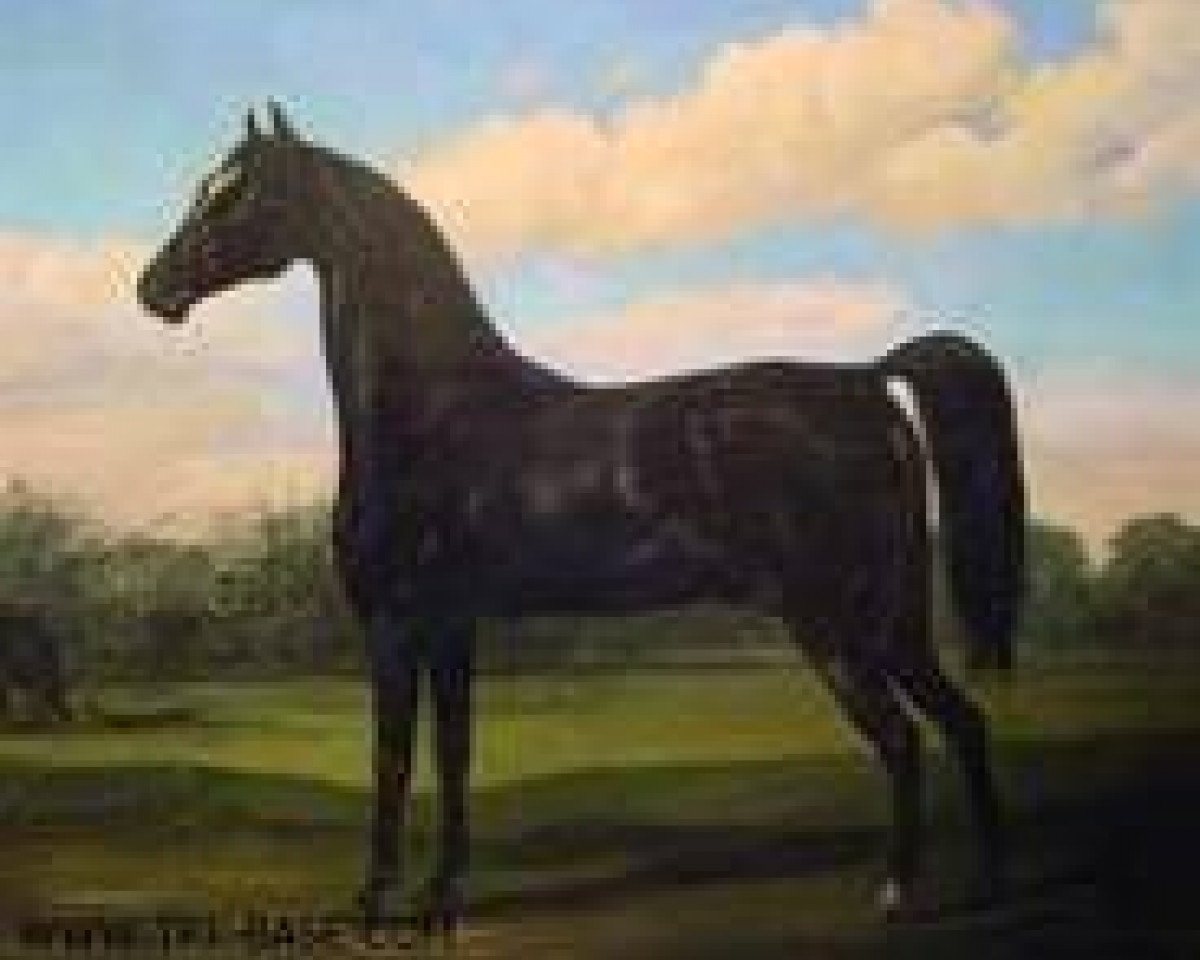 stallion Oronocco I (UK Warmblood, 1799)