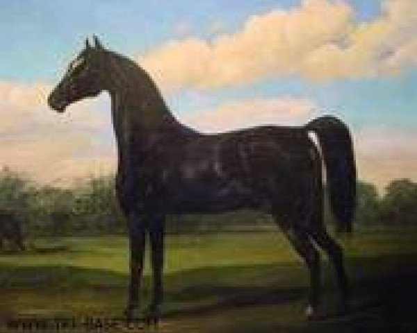stallion Oronocco I (UK Warmblood, 1799)