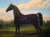 stallion Oronocco I (UK Warmblood, 1799)
