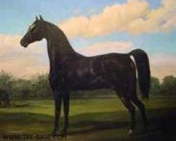 stallion Oronocco I (UK Warmblood, 1799)