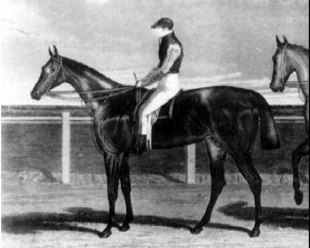 Deckhengst Rowton xx (Englisches Vollblut, 1826, von Oiseau xx)