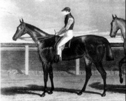 stallion Rowton xx (Thoroughbred, 1826, from Oiseau xx)