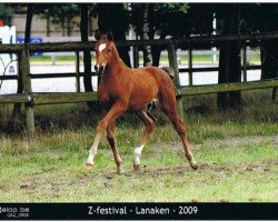 broodmare Valero Z (Zangersheide riding horse, 2009, from Renkum Valentino)