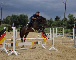 broodmare French Open (Hanoverian, 2007, from Fidertanz)