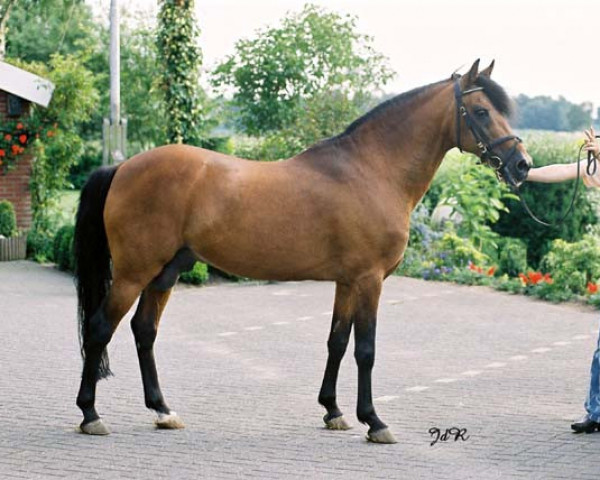 Deckhengst Watershof Pretendent (New-Forest-Pony, 1982, von Oosthoek's Sportsman)