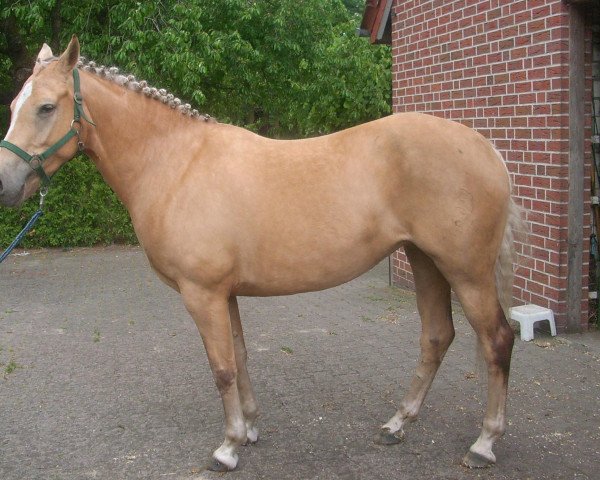 broodmare Viva (German Riding Pony, 2003, from Narrator)