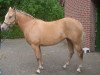 broodmare Viva (German Riding Pony, 2003, from Narrator)